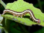 caterpillar photographed on Vanua Levu in January of 2003 using a Canon D60 camera and Canon 100mm f2.8 USM macro lens