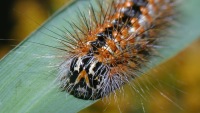 Simyra henrici photographed in Volo Bog, Illinois, in September of 2003 using a Canon D60 camera and Canon 100mm f2.8 USM macro lens (1/200th second, f22, ISO 100)