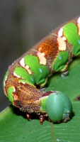 photographed in Cat Tien national park in December of 2004 using a Canon D60 camera and Canon 100mm f2.8 USM macro lens   (1/180th second, f22, ISO 100)