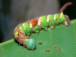 photographed in Cat Tien national park in December of 2004 using a Canon D60 camera and Canon 100mm f2.8 USM macro lens   (1/180th second, f22, ISO 100)