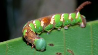 photographed in Cat Tien national park in December of 2004 using a Canon D60 camera and Canon 100mm f2.8 USM macro lens   (1/180th second, f22, ISO 100)