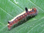 Acronicta psi photographed at Monino, north of Moscow, in August of 2005 using a Canon 20D camera and Canon 100mm f2.8 USM macro lens   (1/180th second, f19, ISO 100)