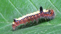 Acronicta psi photographed at Monino, north of Moscow, in August of 2005 using a Canon 20D camera and Canon 100mm f2.8 USM macro lens   (1/180th second, f19, ISO 100)