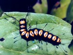 Acronicta funeralis