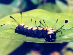 Acronicta funeralis