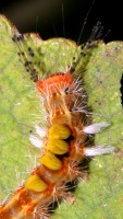 Orgyia australis photographed in Cuc Phuong national park in December of 2004 using a Canon D60 camera and Canon 100mm f2.8 USM macro lens  (1/180th second, f22, ISO 100)