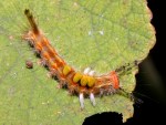 Orgyia australis photographed in Cuc Phuong national park in December of 2004 using a Canon D60 camera and Canon 100mm f2.8 USM macro lens  (1/180th second, f22, ISO 100)