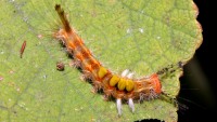 Orgyia australis photographed in Cuc Phuong national park in December of 2004 using a Canon D60 camera and Canon 100mm f2.8 USM macro lens  (1/180th second, f22, ISO 100)