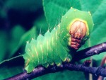 Antheraea polyphemus