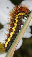 Acronicta oblinita photographed in September of 2003 at Volo Bog, Illinois, using a Canon D60 camera and Canon 100mm f2.8 USM macro lense