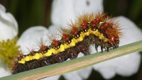 Acronicta oblinita photographed in September of 2003 at Volo Bog, Illinois, using a Canon D60 camera and Canon 100mm f2.8 USM macro lense