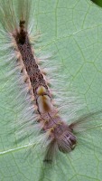 perhaps an early instar Calliteara horsfeldii, photographed in Cuc Phuong national park in December of 2004 using a Canon D60 camera and Canon 100mm f2.8 USM macro lens  (1/180th f27, ISO 100)