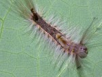 perhaps an early instar Calliteara horsfeldii, photographed in Cuc Phuong national park in December of 2004 using a Canon D60 camera and Canon 100mm f2.8 USM macro lens  (1/180th f27, ISO 100)