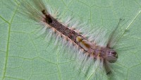 perhaps an early instar Calliteara horsfeldii, photographed in Cuc Phuong national park in December of 2004 using a Canon D60 camera and Canon 100mm f2.8 USM macro lens  (1/180th f27, ISO 100)