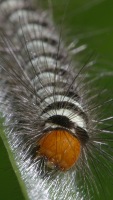 photographed in Cat Tien national park in December of 2004 using a Canon D60 camera and Canon 100mm f2.8 USM macro lens  (1/200th second, f22, ISO 100)