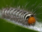 photographed in Cat Tien national park in December of 2004 using a Canon D60 camera and Canon 100mm f2.8 USM macro lens  (1/200th second, f22, ISO 100)