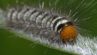 photographed in Cat Tien national park in December of 2004 using a Canon D60 camera and Canon 100mm f2.8 USM macro lens  (1/200th second, f22, ISO 100)