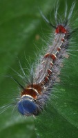 photographed in Cuc Phuong National Park in December of 2004 using a Canon D60 camera and Canon 100mm f2.8 USM macro lens  (1/180th second, f27, ISO 100)