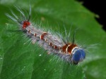 photographed in Cuc Phuong National Park in December of 2004 using a Canon D60 camera and Canon 100mm f2.8 USM macro lens  (1/180th second, f27, ISO 100)