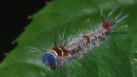 photographed in Cuc Phuong National Park in December of 2004 using a Canon D60 camera and Canon 100mm f2.8 USM macro lens  (1/180th second, f27, ISO 100)