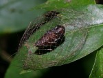 photographed in Cuc Phuong national park in December of 2004 using a Canon D60 camera and Canon 100mm f2.8 USM macro lens  (1/180th second, f22, ISO 100)