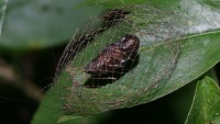 photographed in Cuc Phuong national park in December of 2004 using a Canon D60 camera and Canon 100mm f2.8 USM macro lens  (1/180th second, f22, ISO 100)