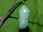 photographed at Volo Bog in Illinois using a Canon D60 camera and Canon 100mm f2.8 USM macro lens  (1/200th second, f32, ISO 100)