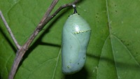 photographed at Volo Bog in Illinois using a Canon D60 camera and Canon 100mm f2.8 USM macro lens  (1/200th second, f32, ISO 100)