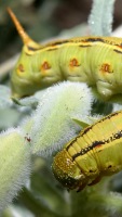 Hyles lineata photographed in the Anza-Borrego desert, California, using a Canon D60 camera and Canon 28-105mm lens set to 105mm, with a macro extension tube  (1/200th second, f22, ISO 100)