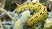 Hyles lineata photographed in the Anza-Borrego desert, California, using a Canon D60 camera and Canon 28-105mm lens set to 105mm, with a macro extension tube  (1/200th second, f22, ISO 100)