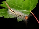 Orgyia leucostigma photographed at Moraine Hills State Park, Illinois, using a Canon D60 and Canon 100mm macro lens