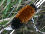 Pyrrharctia isabella (previously called Isia isabella) and also known as woolly bear photographed at Moraine Hills State Park, Illinois in September of 2003 using a Canon D60 camera and Canon 100mm f2.8 USM macro lens  (1/200th second, f19, ISO 100)