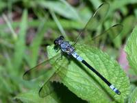 Lestes sp photographed at Millaa Millaa Falls in Far North Queensland during January of 2003 using a Canon D60 camera and Canon 100mm f2.8 USM macro lens  (1/180th second, f16, ISO 100)