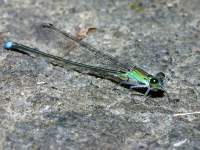 photographed in January of 2003 at Koroyanitu National Heritage Park in Viti Levu using a Canon D60 camera and Canon 100mm f2.8 USM macro lens