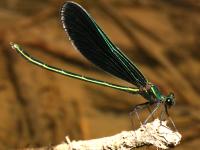 Calopteryx maculata photographed at the Lower Huron Metropark near Detroit using a Canon 5D camera and Canon 100mm f2.8 USM macro lens  (1/180th second, f16, ISO 100)