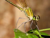 photographed in Kbal Spean (Siem Reap province) using a Canon 50D camera and Canon 100mm f2.8 USM macro lens  (1/180th second, f22, ISO 200)