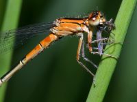 photographed at Dead River, Northern Illinois, in June of 2003 using a Canon D60 camera and Canon 100mm f2.8 USM macro lens