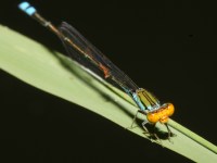 photographed in November of 2007 using a Canon 5D camera and Canon 100mm f2.8 USM macro lens  (1/180th second, f22, ISO 200)