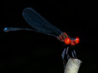 Nesobasis comosa photographed in January of 2003 at Koroyanitu National Heritage Park in Viti Levu using a Canon D60 camera and Canon 100mm f2.8 USM macro lens