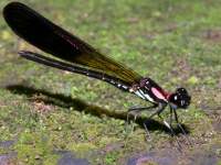 photographed at Ubud monkey forest using a Canon 20D camera and Canon 100mm f2.8 USM macro lens  (1/180th second, f22, ISO 200)