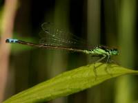 Ischnura verticalis photographed at Volo Bog, Illinois, using a Canon D60 camera and Canon 100mm f2.8 USM macro lens