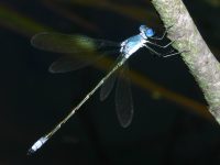 Lestes sp photographed at Volo Bog, northern Illinois in July of 2003 using a Canon D60 camera and Canon 100mm f2.8 USM macro lens  (1/180th second, f22, ISO 100)