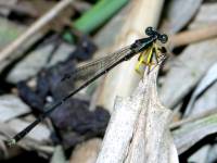 photographed in Cat Tien national park in December of 2004 using a Canon D60 camera and Canon 100mm f2.8 USM macro lens  (1/200th second, f22, ISO 100)