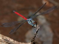 Agrionoptera insignis photographed on a high ridge near Devo, Taveuni, using a Canon D60 camera and Canon 100mm f2.8 USM lens