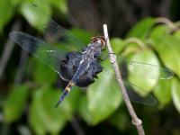 Tramea lacerata photographed in September of 2003 at Volo Bog, Illinois, using a Canon D60 camera and Canon 100mm f2.8 USM macro lens  (1/200th second, f13, ISO 100)