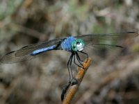 Pachydiplax longipennis photographed in the Coachella Valley preserve in May of 2004 using a Canon D60 camera and Canon 100mm f2.8 USM macro lens   (1/200th second, f19, ISO 100)