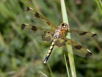 female Celithemis fasciata photographed at Volo Bog in July of 2003 using a Canon D60 camera and Canon 100mm f2.8 USM macro lense