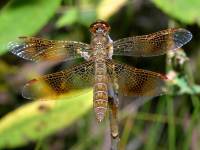 Perithemis tenera