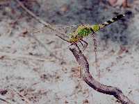 Erythemis simplicicollis photographed at Dead River, Illinois State Beach Park, using a Pentax MZ-5 and Pentax 100mm f2.8 macro lens