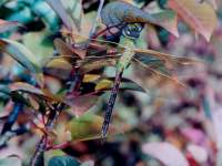 Anax junius photographed at Dead River, Illinois